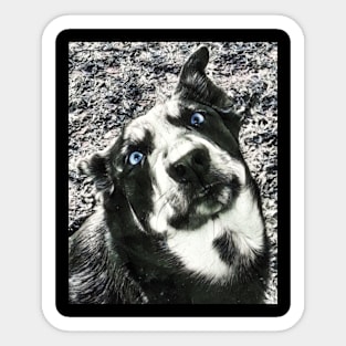 Husky Shepard Dog Sticker